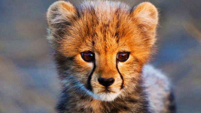 Animal
