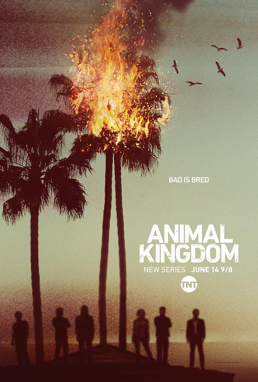 Animal