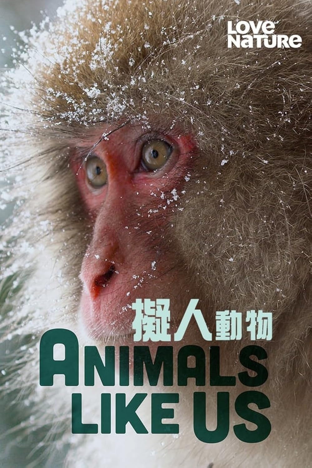 Animals Animals