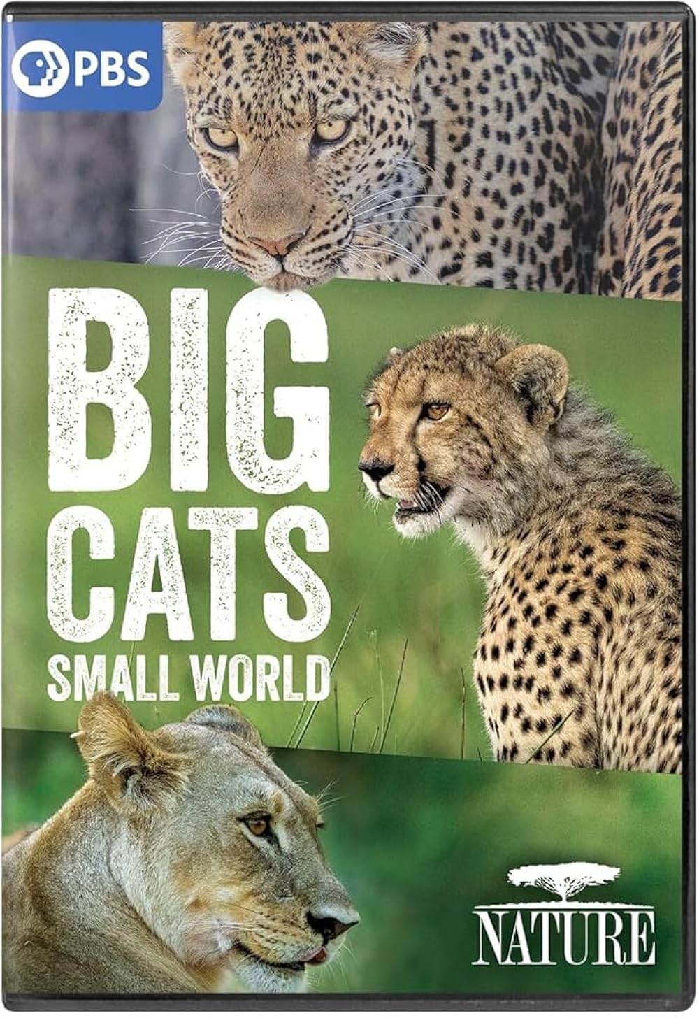 Big Big