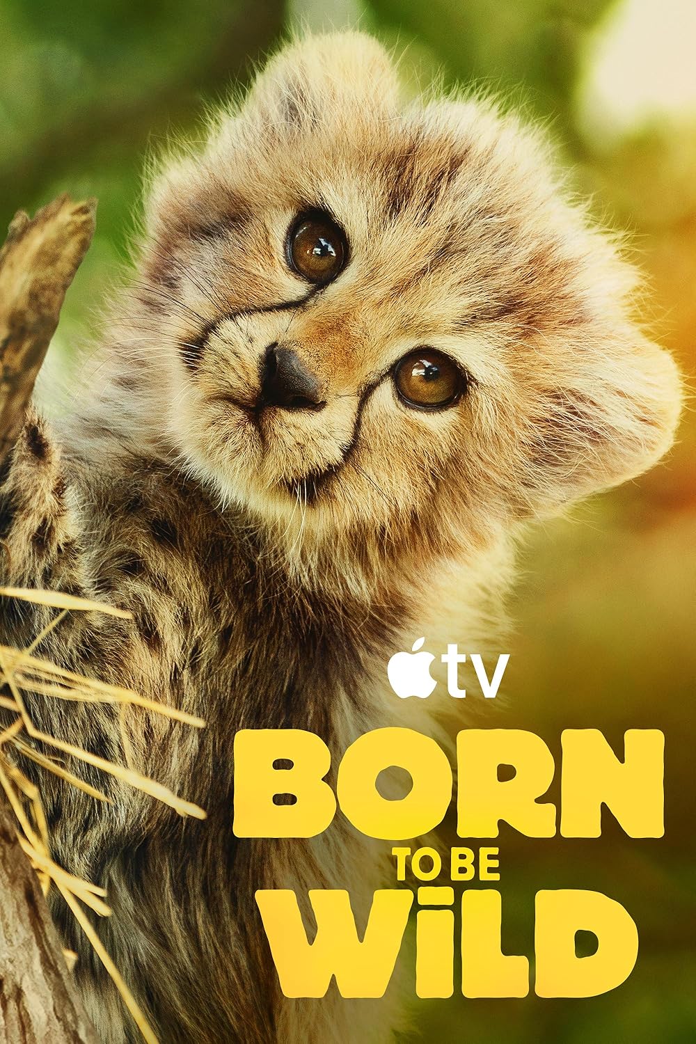 Born Born