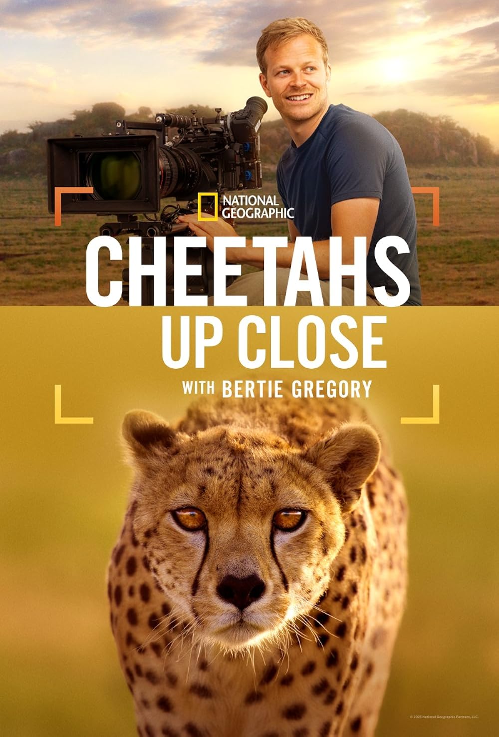 Cheetahs