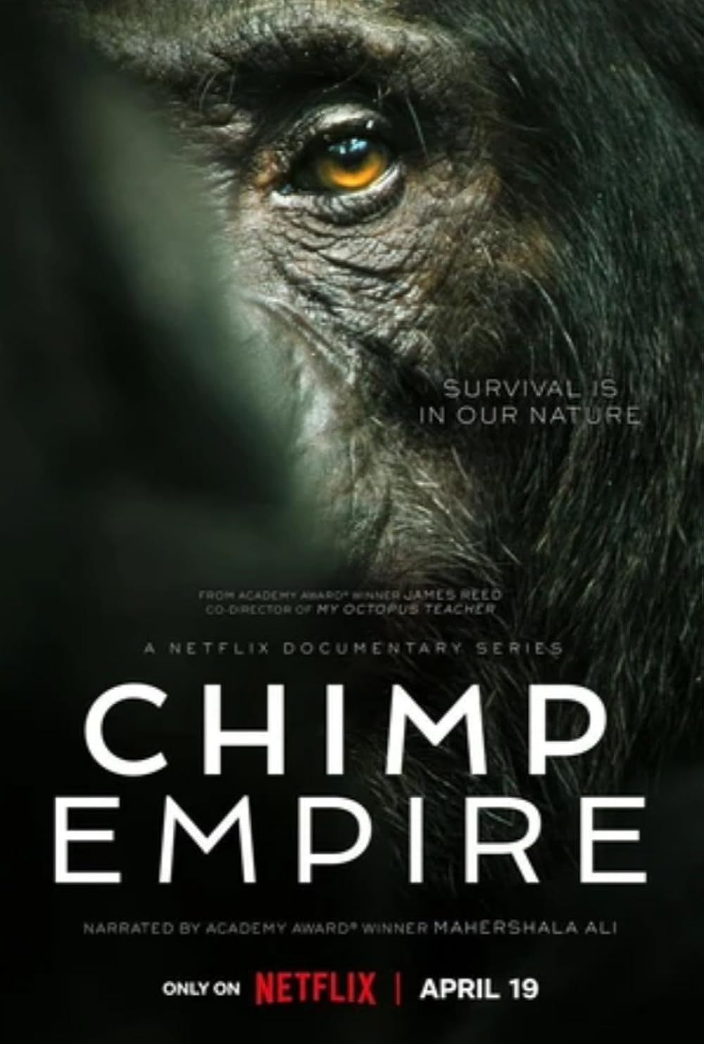 Chimp