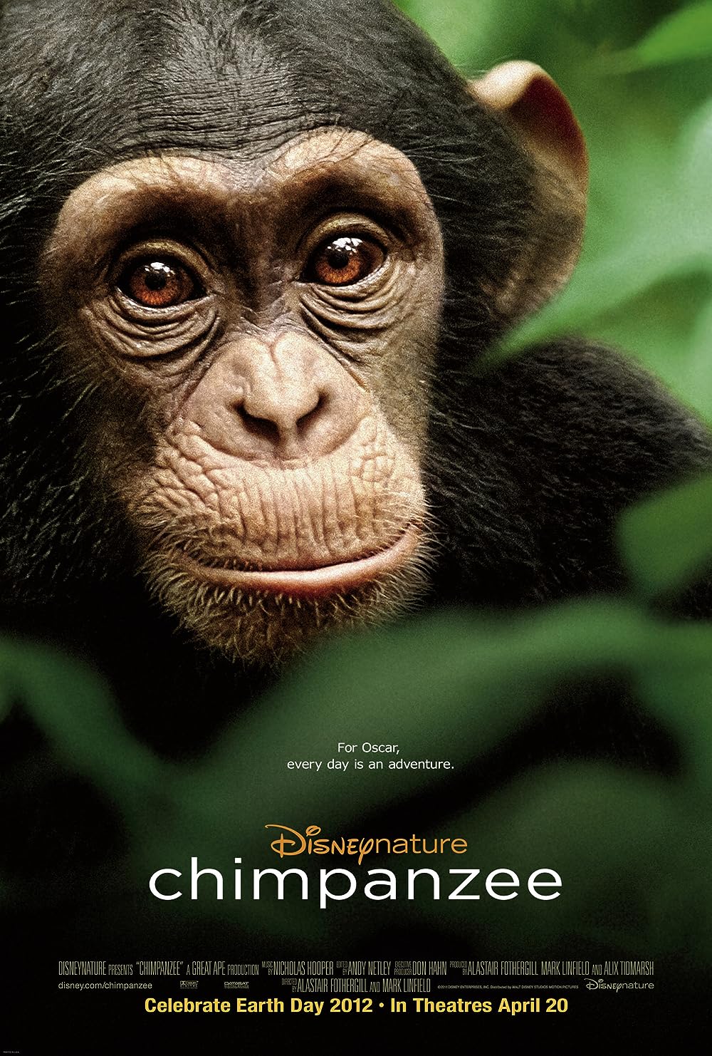 Chimpanzee Chimpanzee