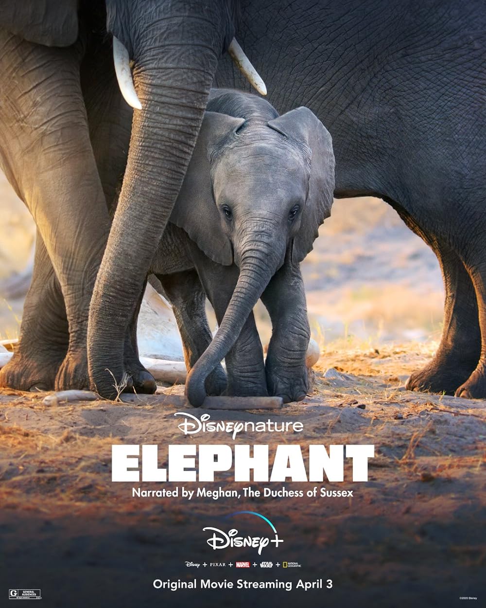 Elephant Elephant