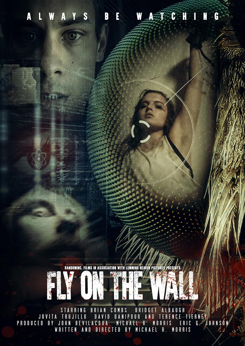 Fly Fly