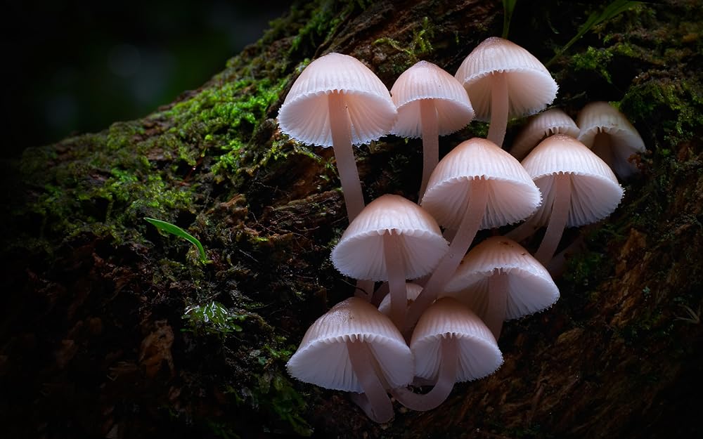 Fungi:
