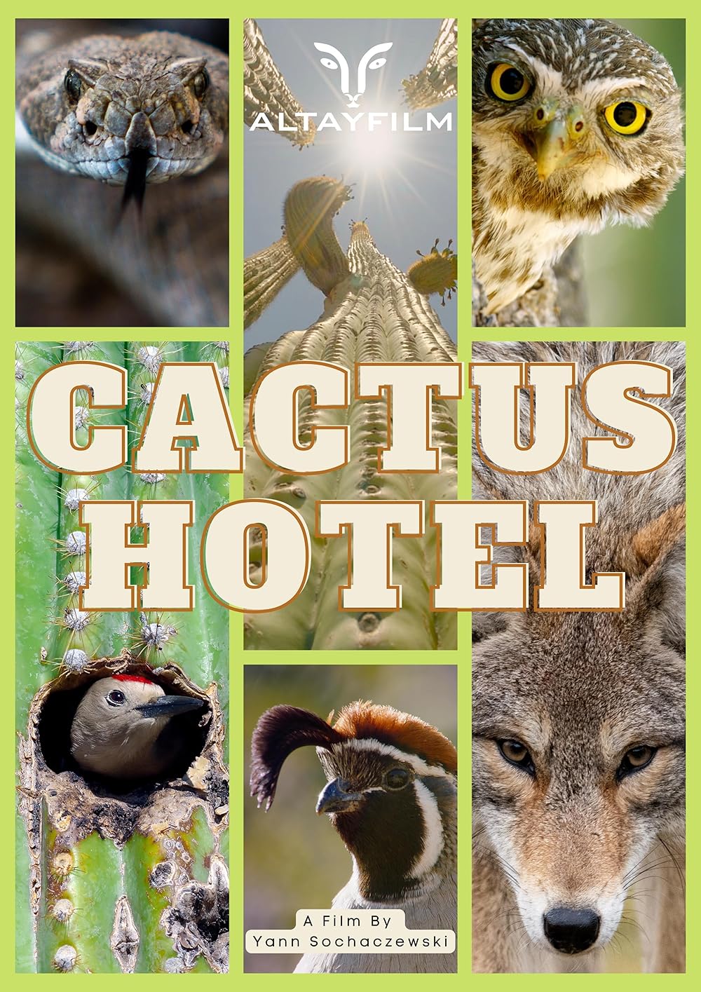 Kaktus
