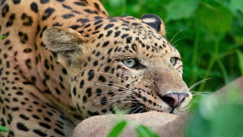 Leopard