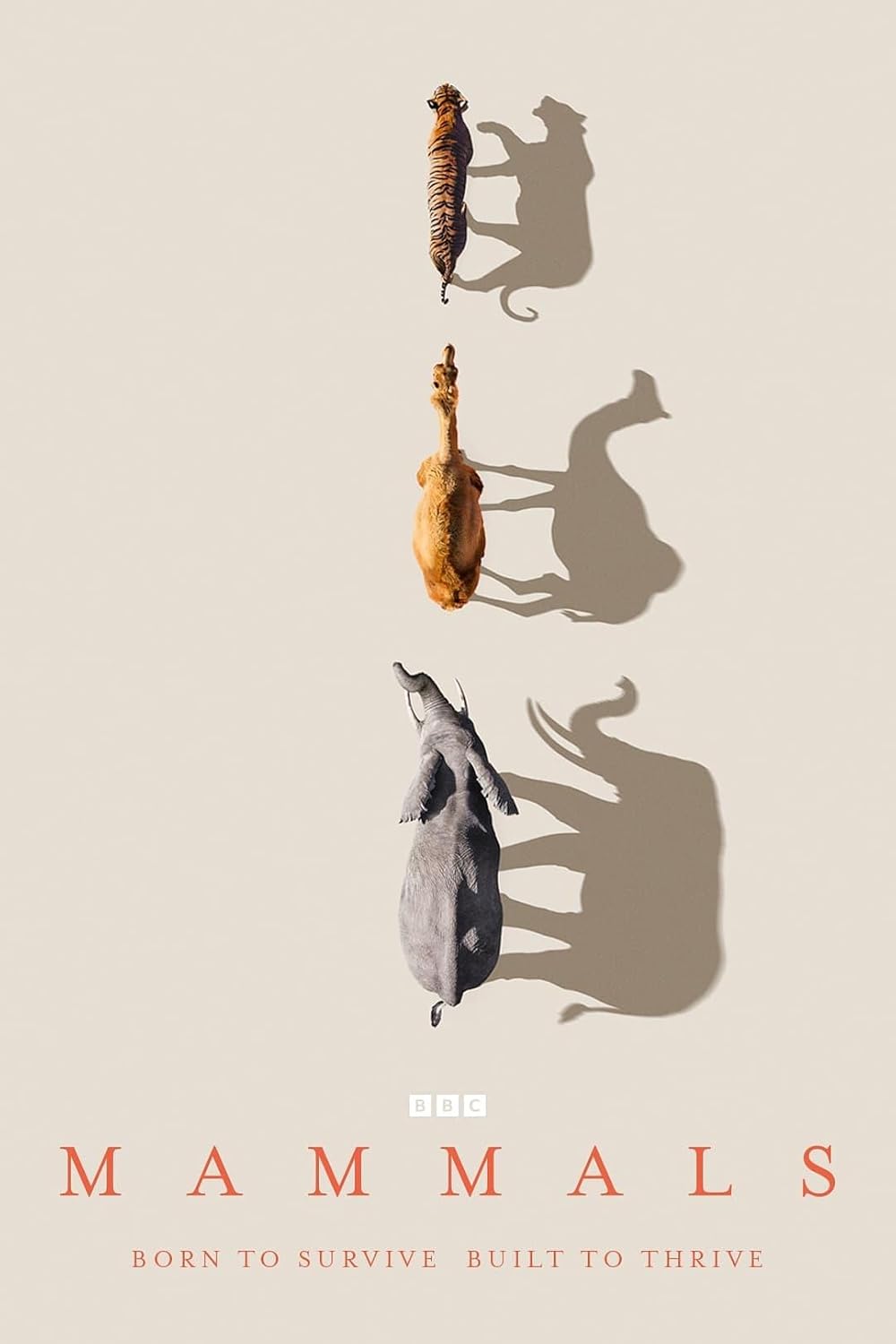 Mammals Mammals