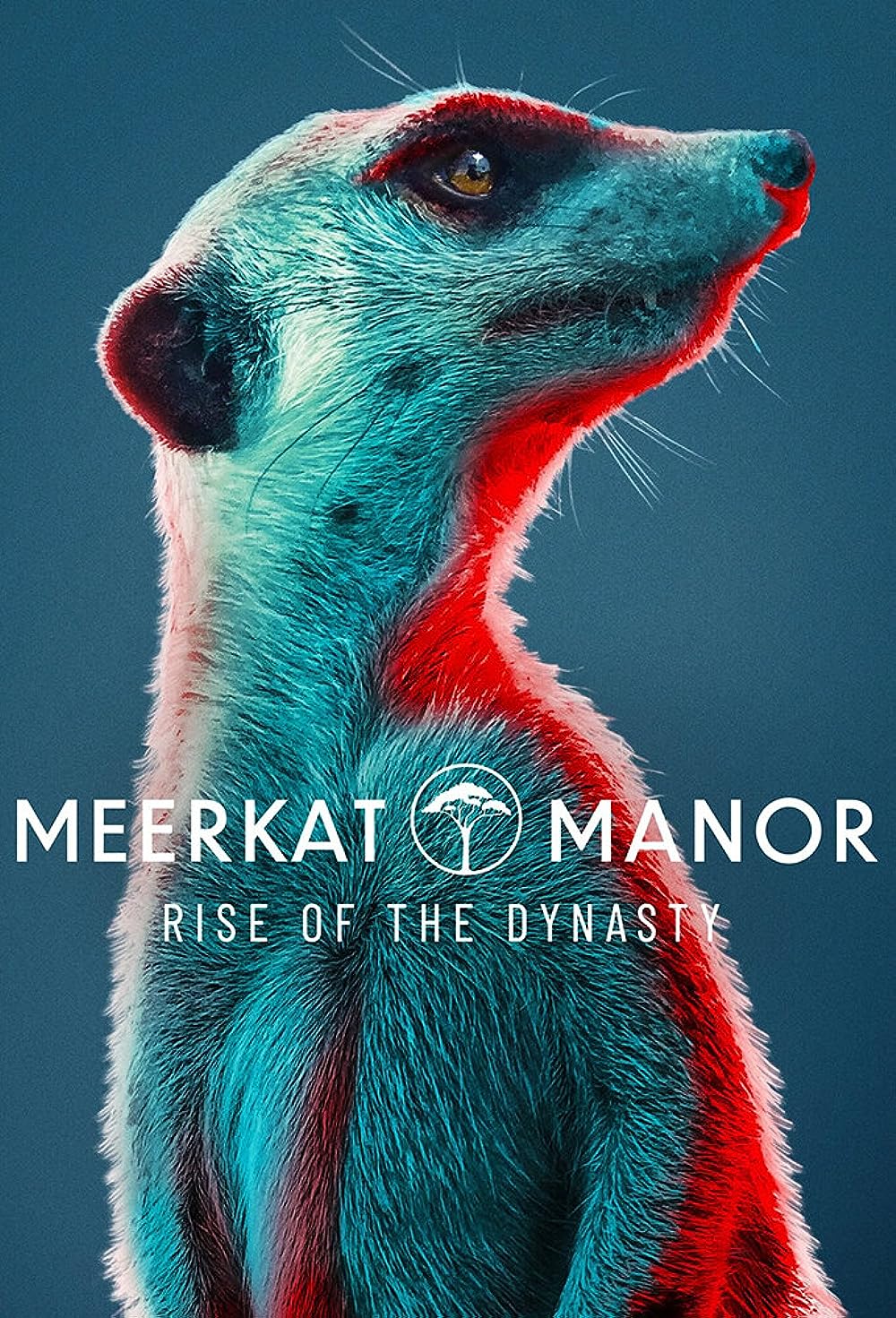 Meerkat Meerkat