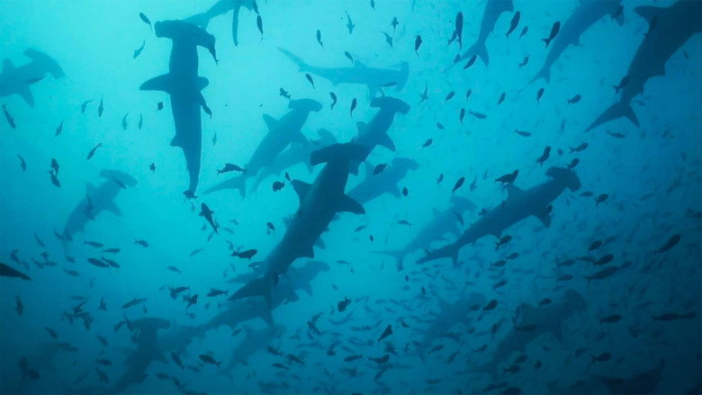 Migrations: Migrations: