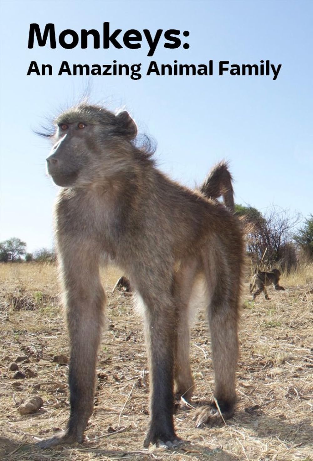 Monkeys: