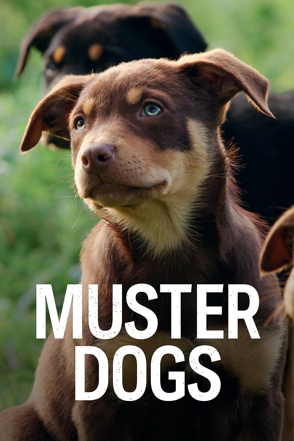 Muster Muster