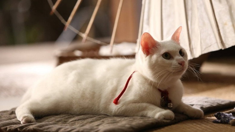 Neko Neko