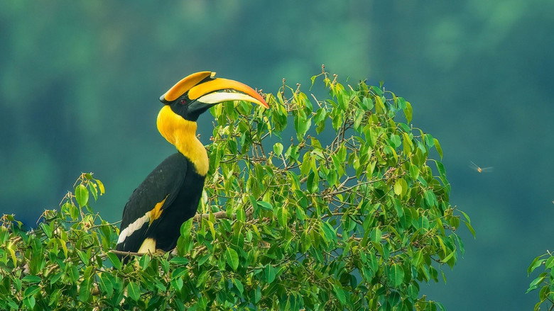 Nilgiris
