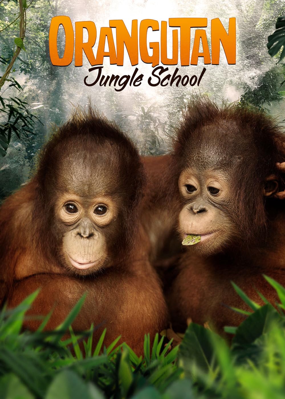 Orangutan