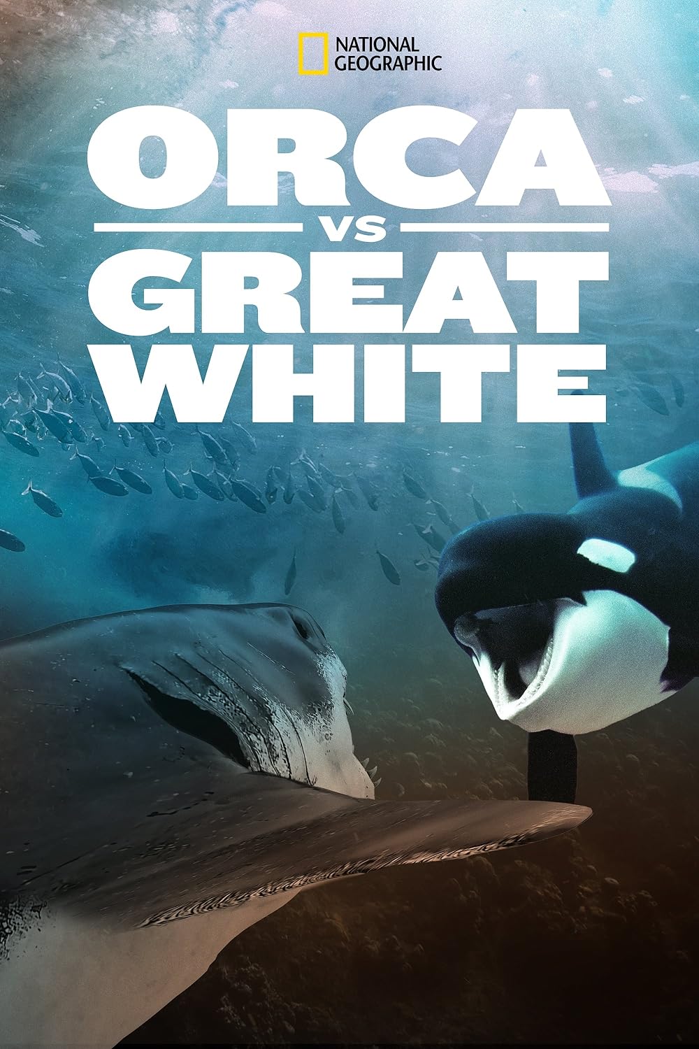 Orca Orca