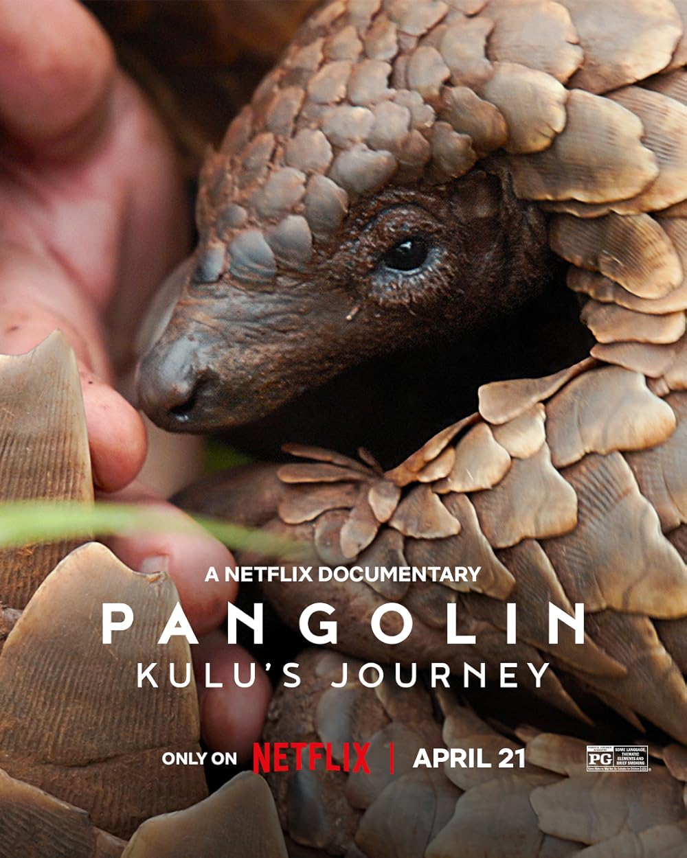 Pangolin: Pangolin: