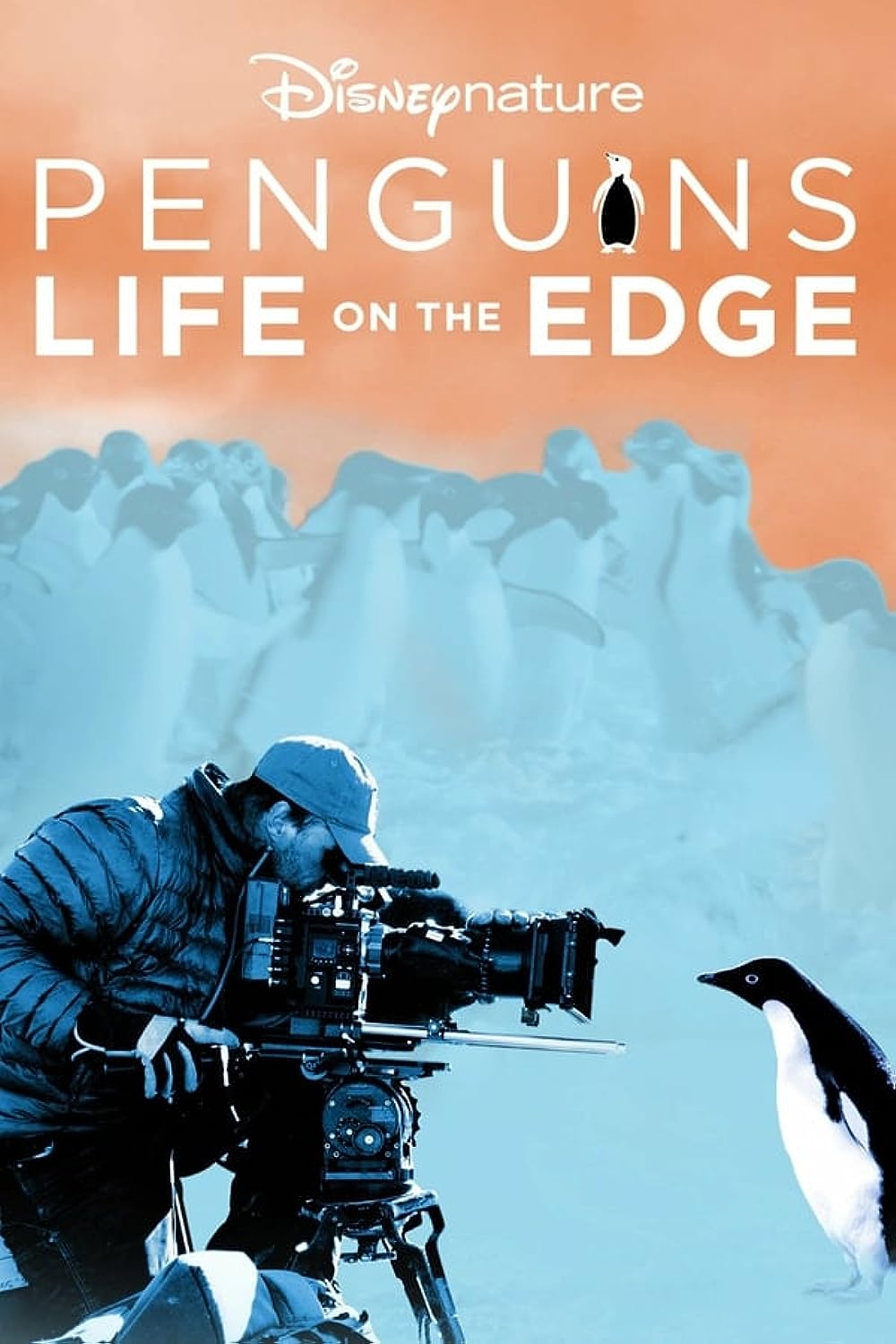 Penguins: Penguins: