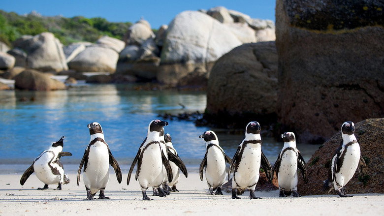 Penguins: Penguins: