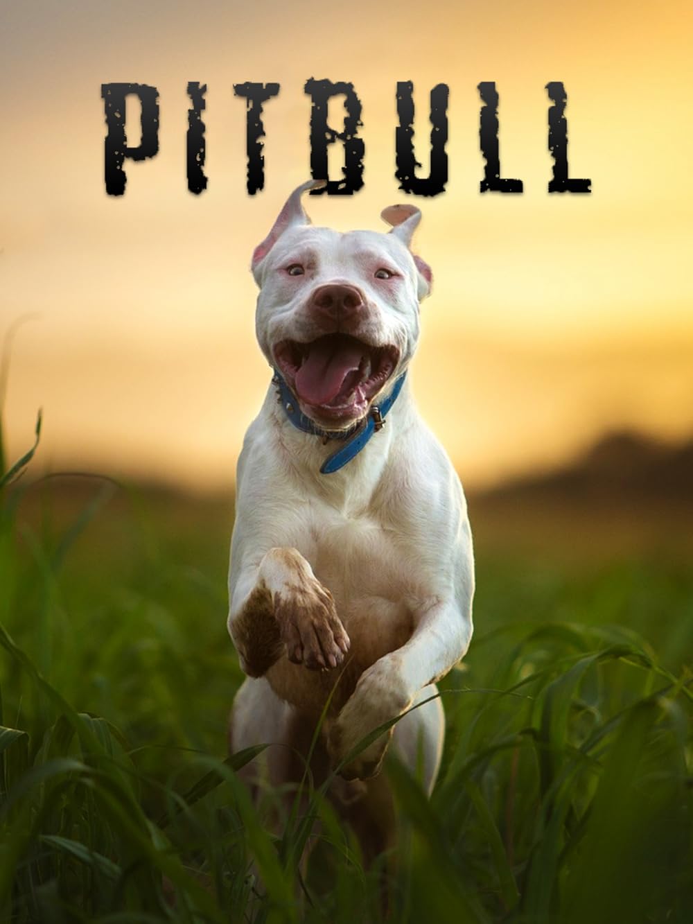 Pitbull Pitbull