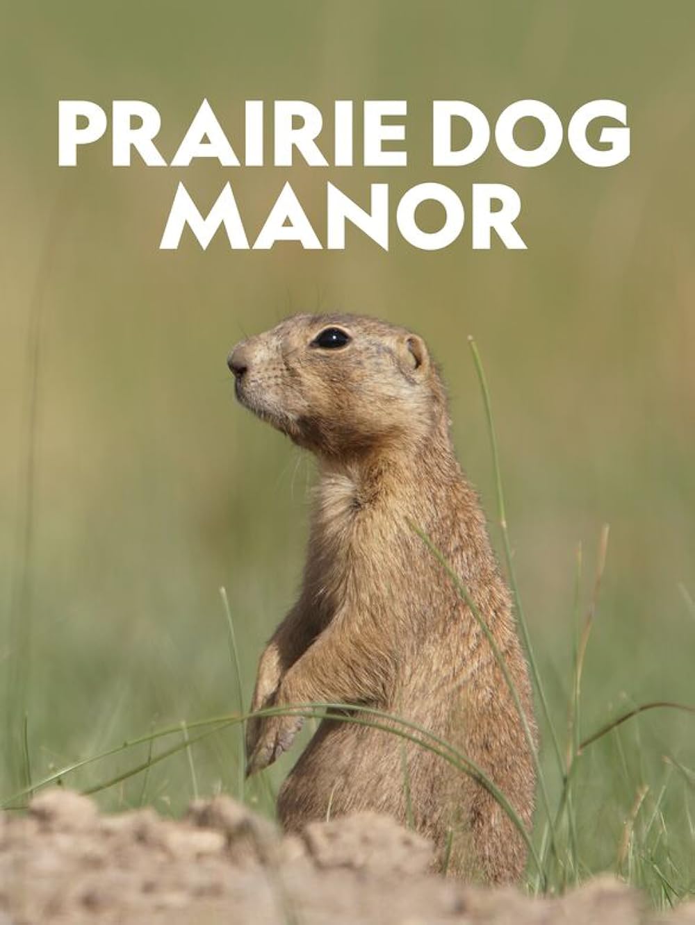 Prairie Prairie