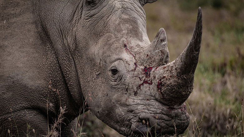 Rhino Rhino