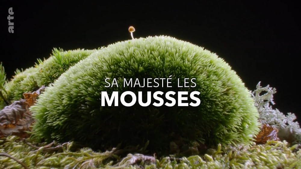 Sa Sa