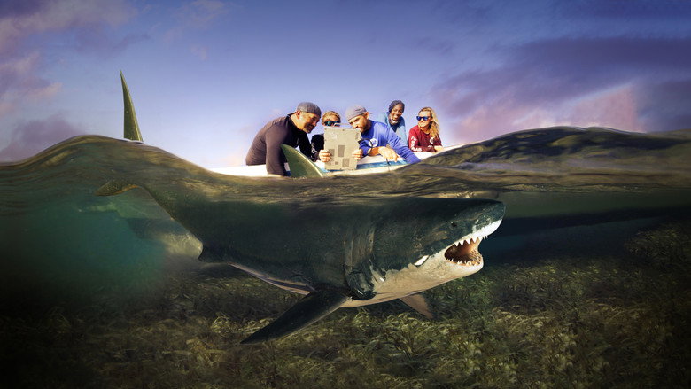 Shark Shark