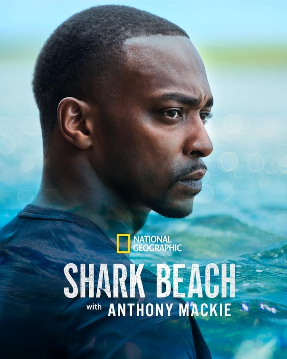 Shark Shark