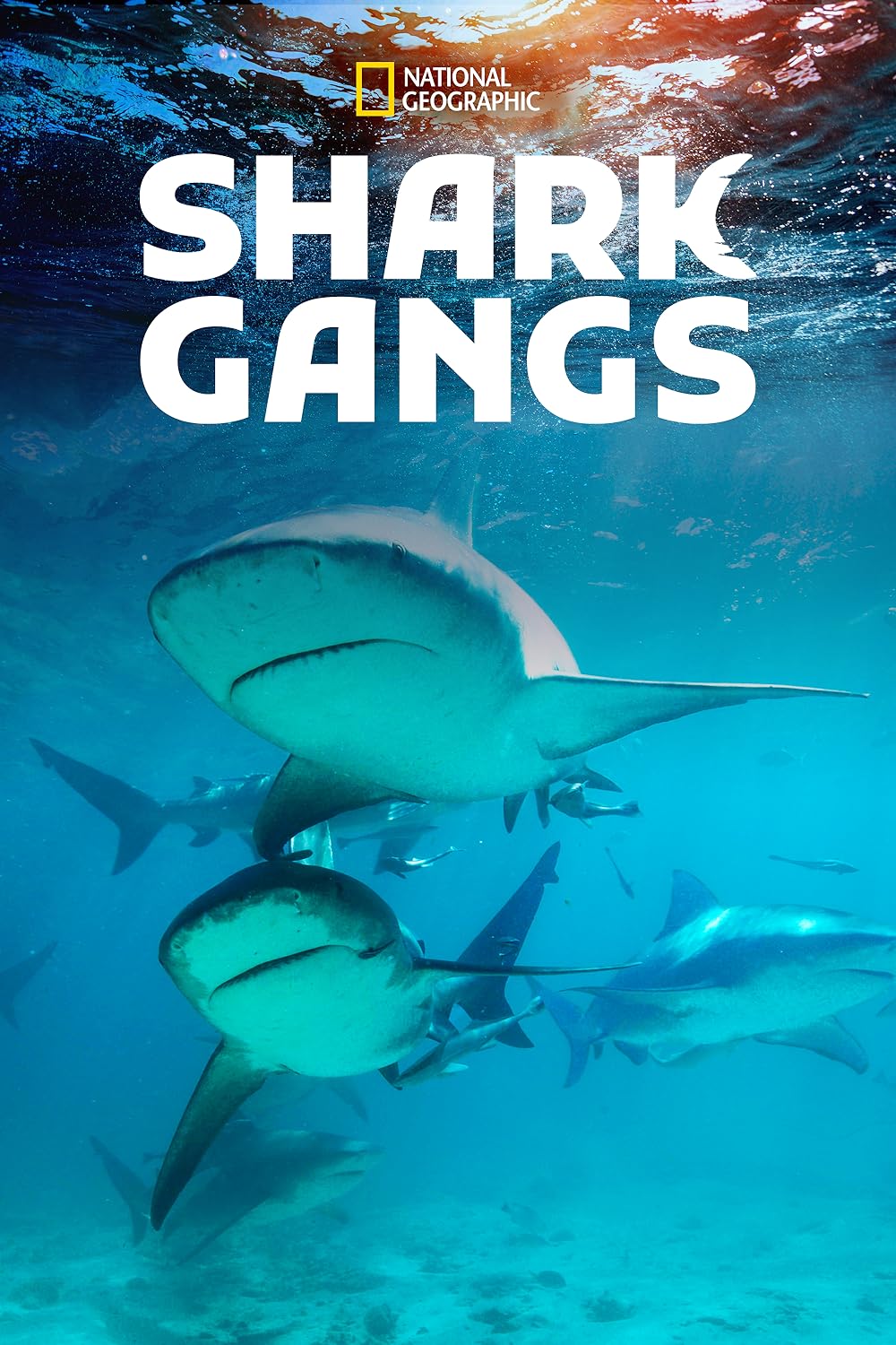 Shark Shark