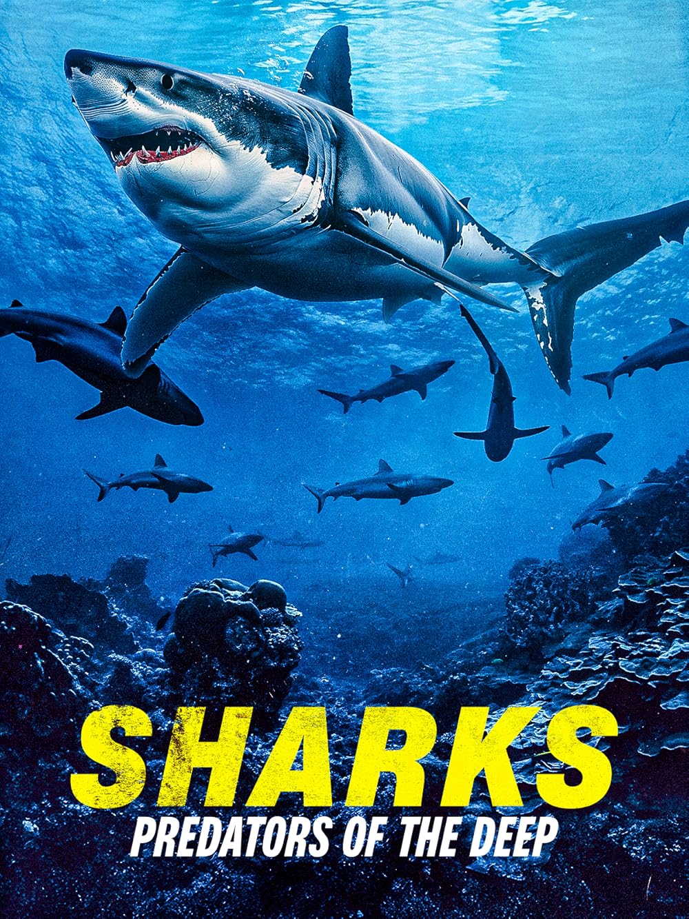 Sharks: Sharks: