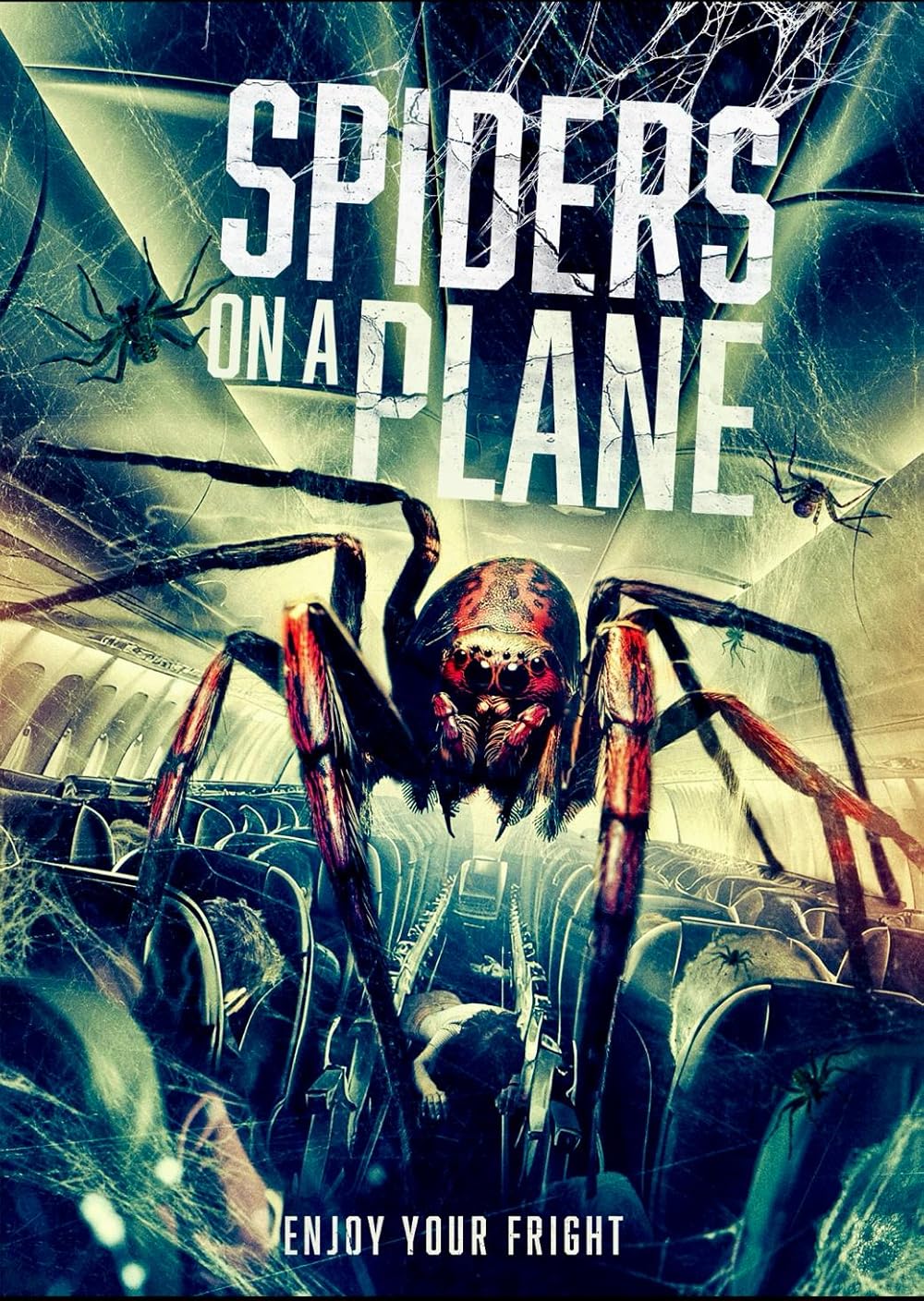 Spiders Spiders