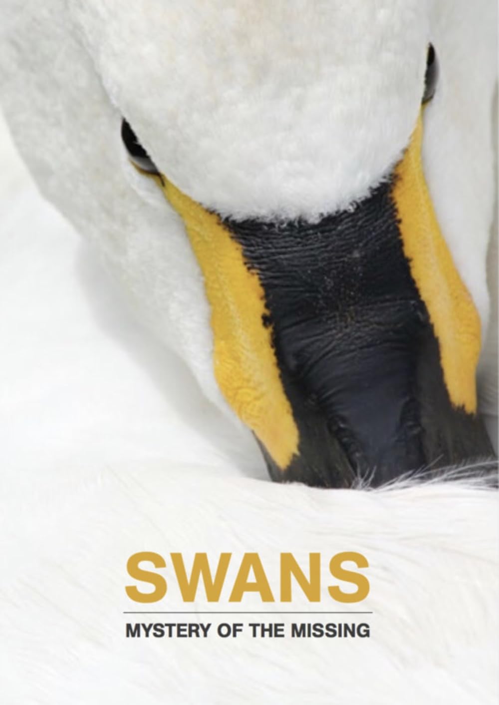 Swans: Swans: