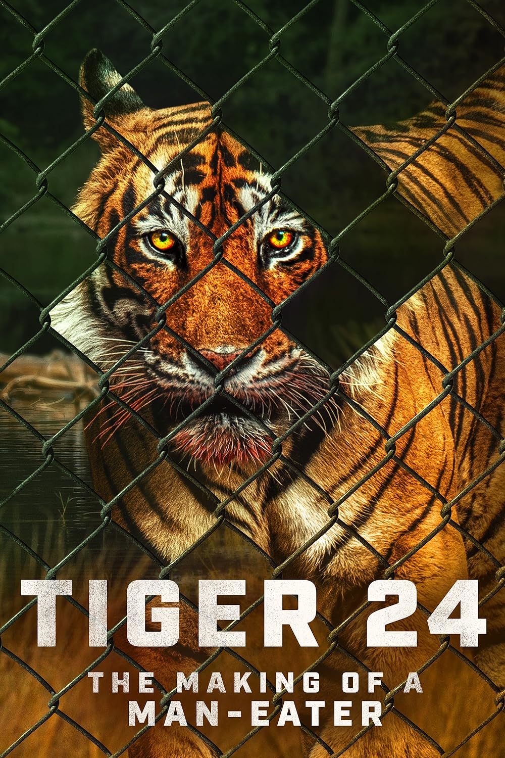 Tiger Tiger