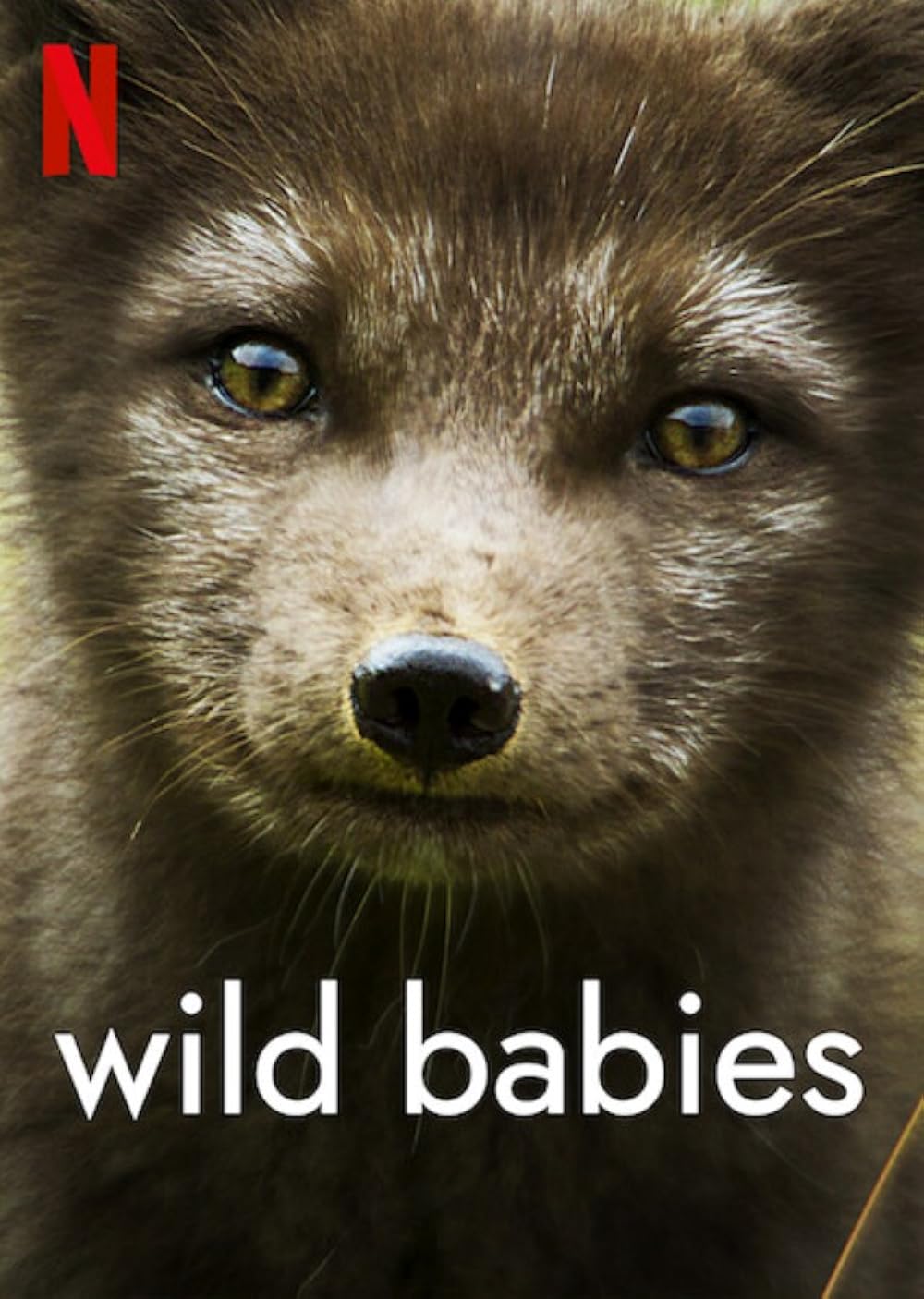Wild Wild