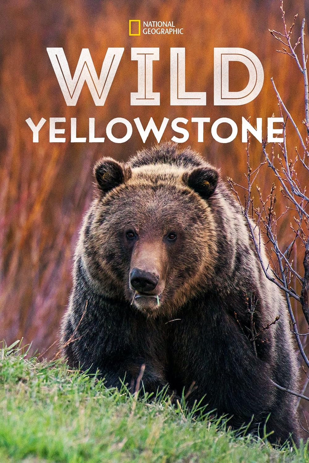 Wild Wild