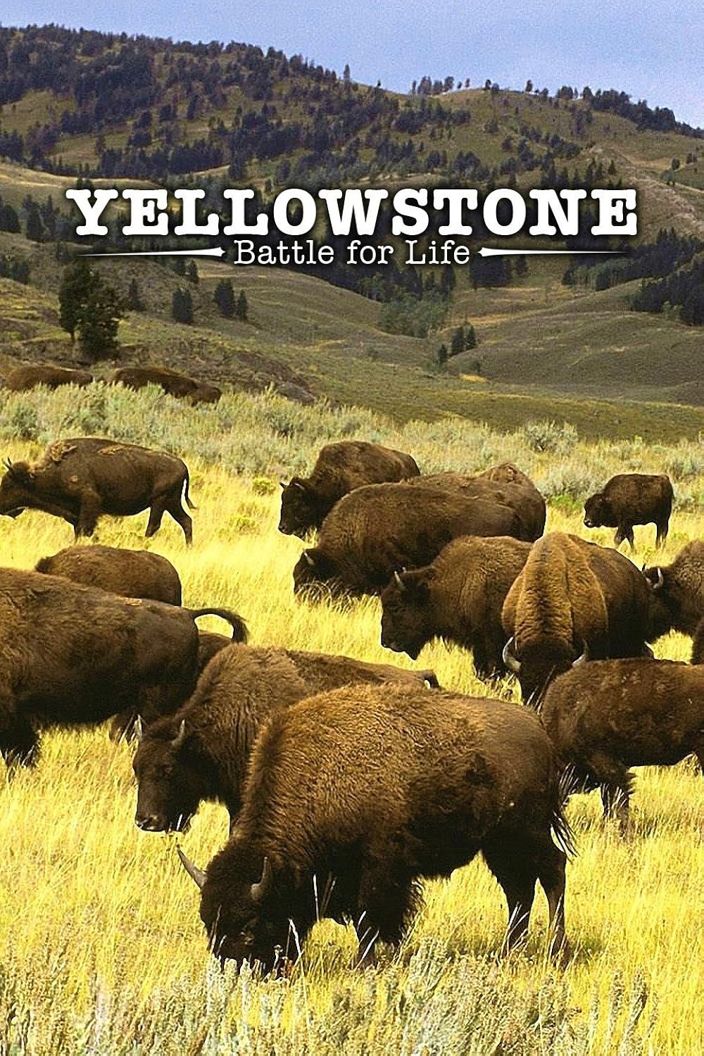 Yellowstone Yellowstone